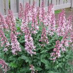Fraxinella Florida na Calçada