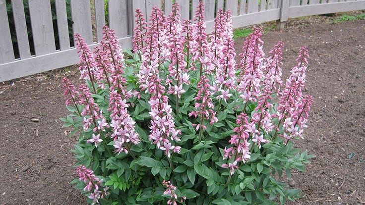 Fraxinella Florida en la acera