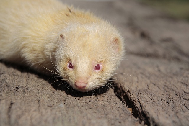 Furão Albino 