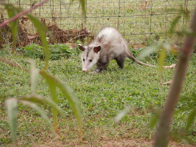 Gambá em Cativeiro