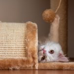 Gato Brincando