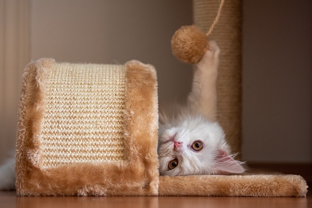 Gato Brincando
