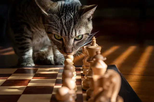 Gato Jogando Xadrez