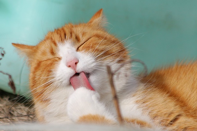 Gato Lambendo a Pata