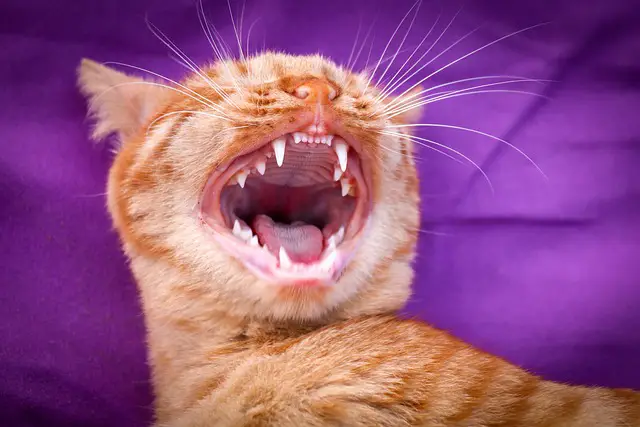 Gato Mostrando os Dentes 