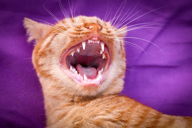 Gato Mostrando os Dentes