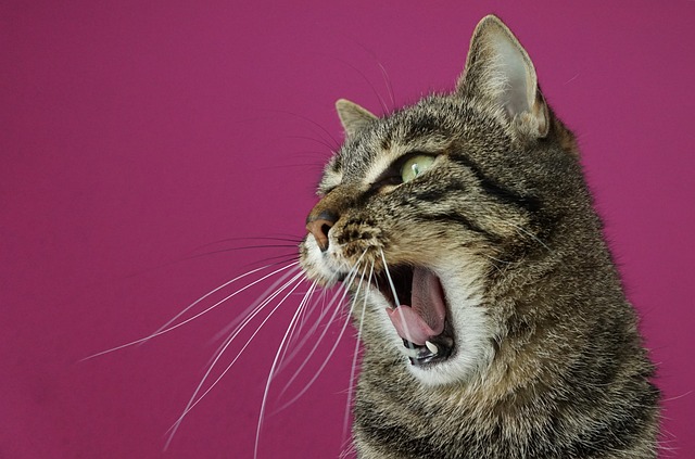 Higiene Oral Felina: Prevenção de Problemas Dentários