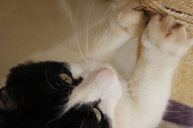 Gato no Arranhador