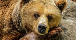 Urso pardo da Península do Alasca
