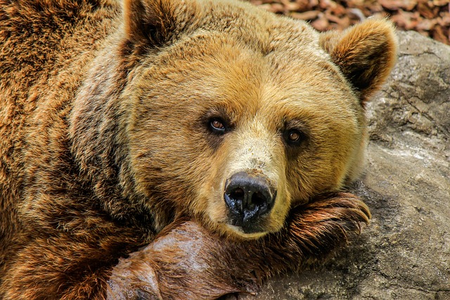 Oso grizzly de la península de Alaska