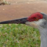 Grou-Canadense