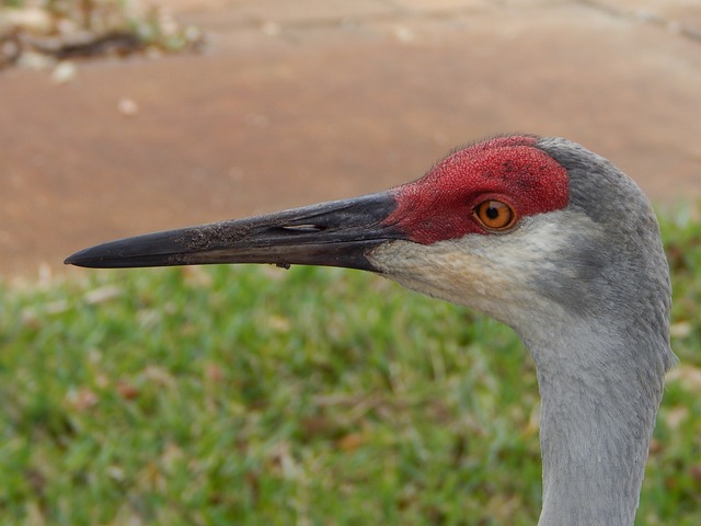 Grou-Canadense