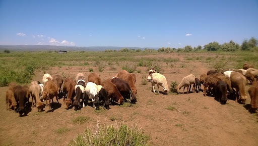 Grupo de Ovelhas Red Maasai Pastando 