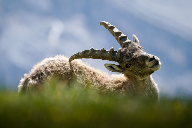 Íbex-dos-Pirenéus na Natureza