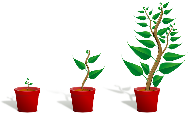 Ilustração de Evolução de Planta em Vaso 