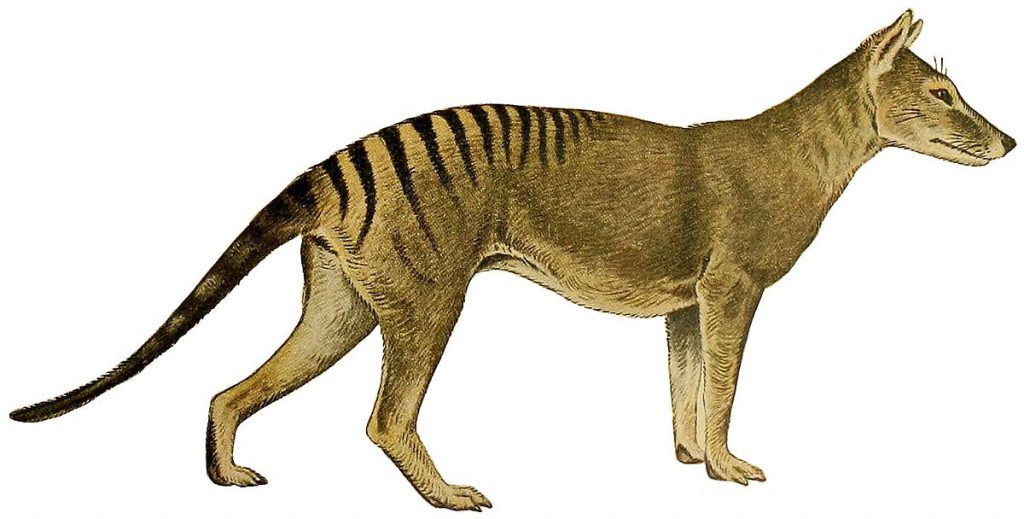 Ilustración del lobo de Tasmania