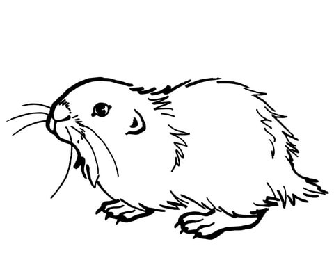 Ilustração do Rato do Almiscarado