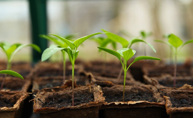 Jardinagem Sustentável 