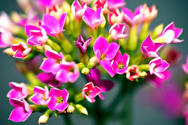 Kalanchoe Rosa 