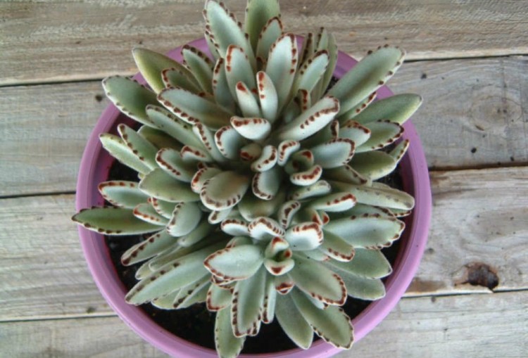 Kalanchoe Tomentosa em Vaso