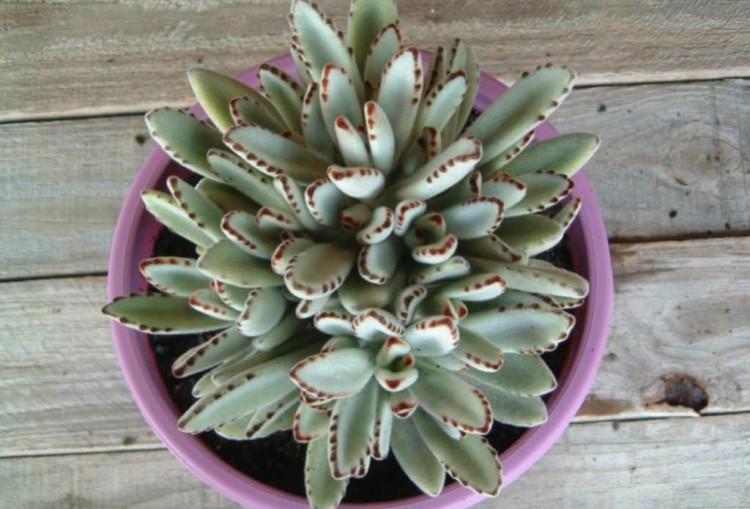 Kalanchoe Tomentosa em Vaso 