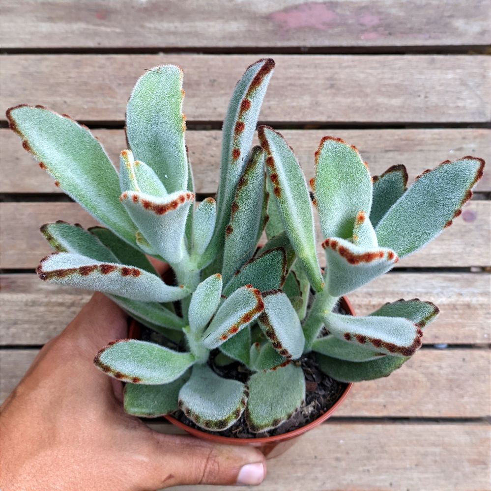 Kalanchoe Tomentosa ou Orelha de Gato