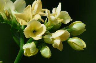 Kalanchoe blossfeldiana Amarela