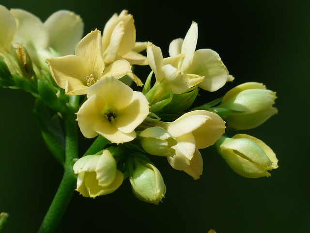 Kalanchoe blossfeldiana Amarela
