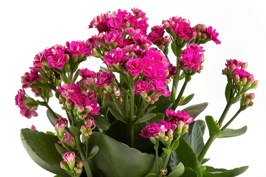Kalanchoe blossfeldiana Rosa