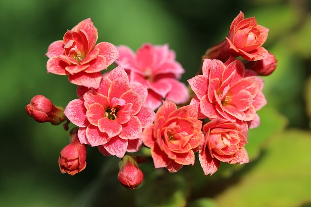 Kalanchoe