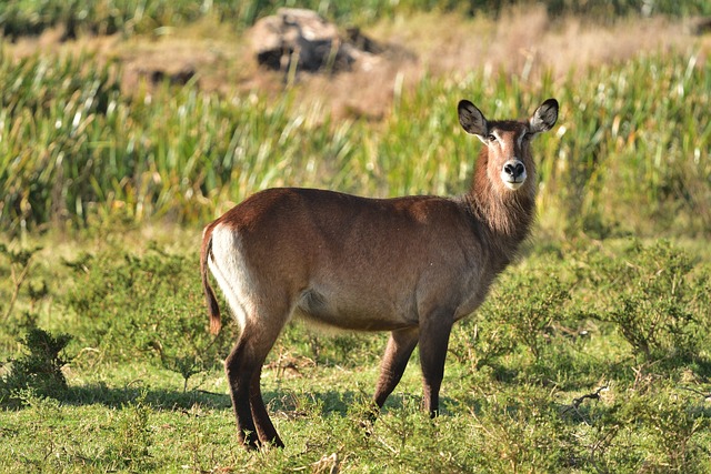 Kobus Ellipsiprymnus