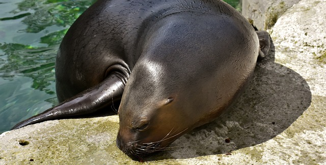 Lobo Marinho Descansando na Beira do Rio 