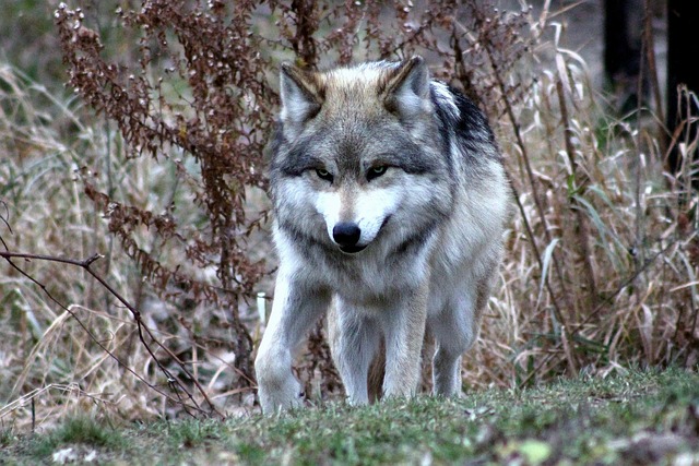 Lobo Mexicano 