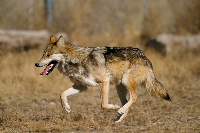 Lobo Mexicano Correndo na Natureza