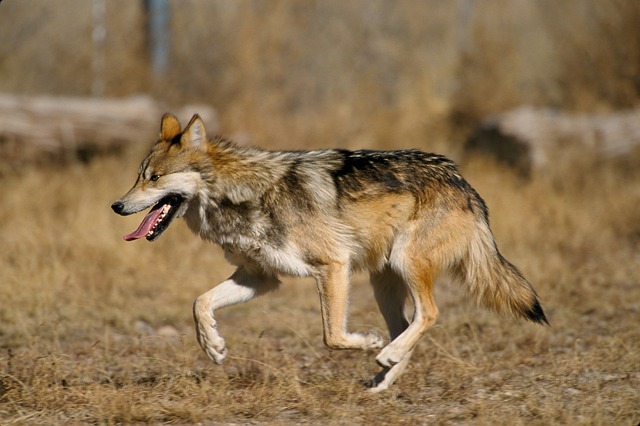 Lobo Mexicano Correndo na Natureza 