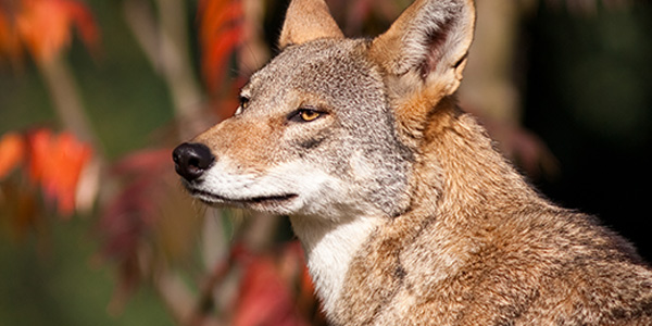 Lobo Vermelho de Perfil