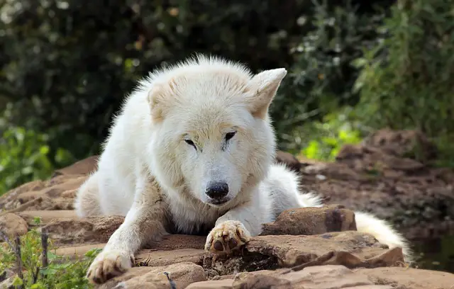 Lobo do Ártico na Natureza