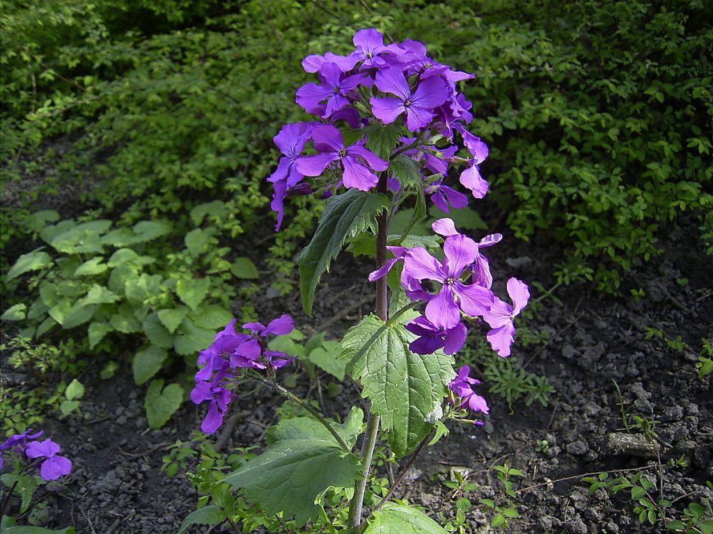 Lunaria Annua Roxa