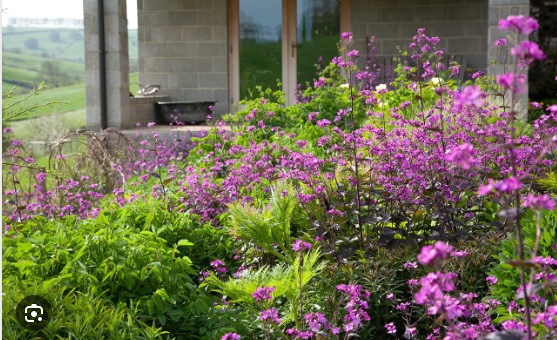 Lunaria Annua no Campo