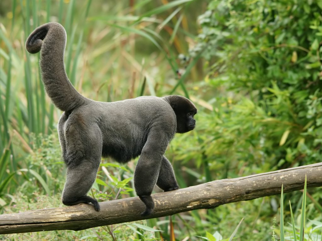 Macaco Barrigudo Caminhando Sob Galho