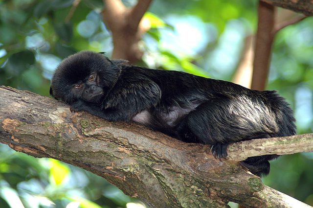 Mico-de-Goeldi Sob Galho na Natureza 