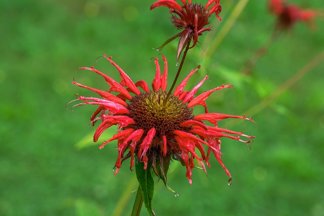 Monarda Didyma de Perto