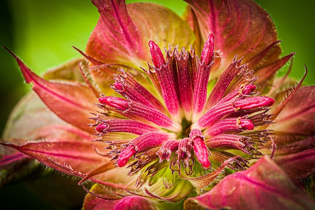 Monarda Vista de Perto