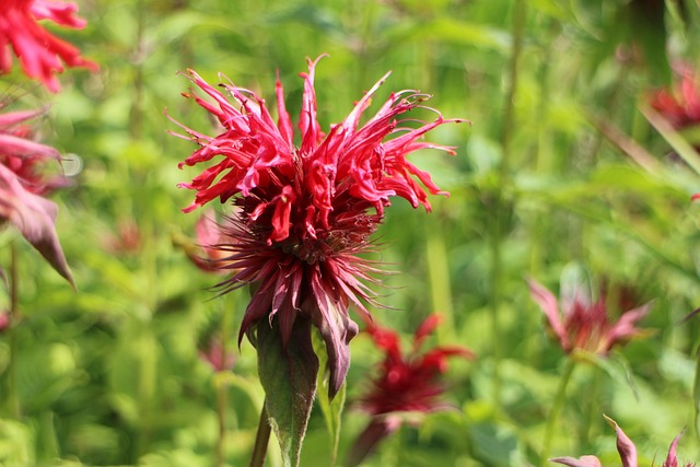 Monarda na Natureza