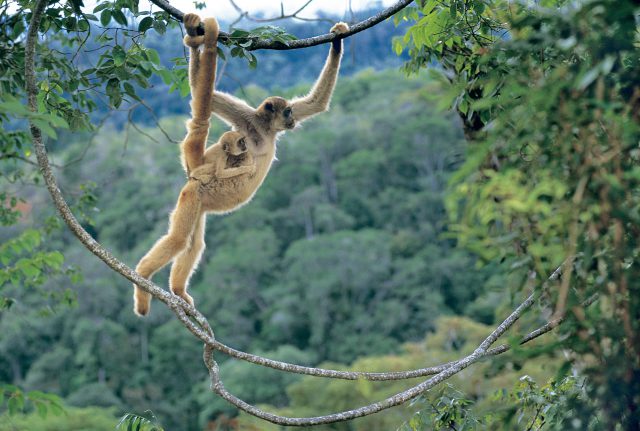 Muriqui do Sul Passeando pelas Árvores