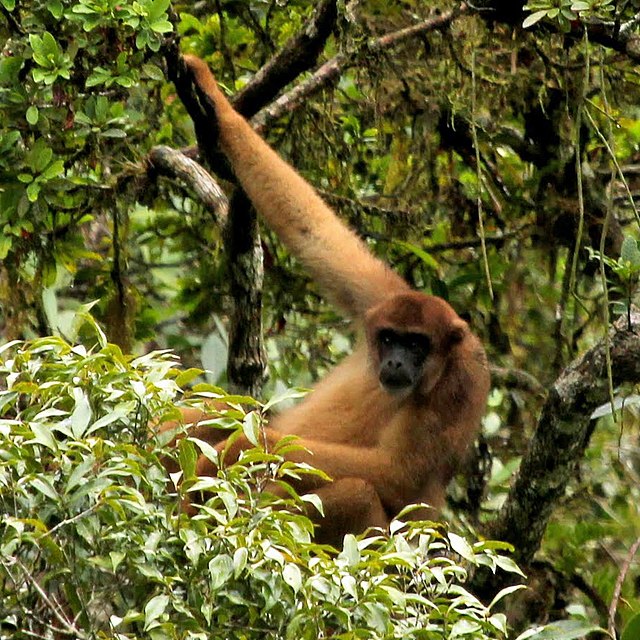 Muriqui do Sul na Natureza 