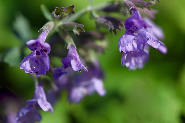 Nepeta Vista de Perto 