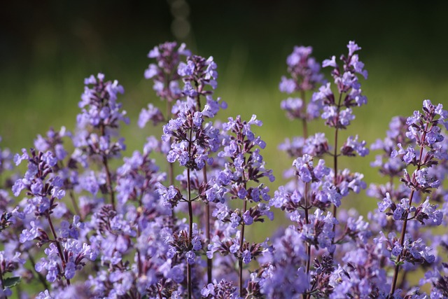 Nepeta na Natureza 