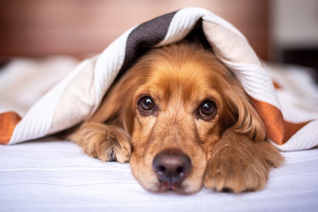 aspecto de cocker spaniel