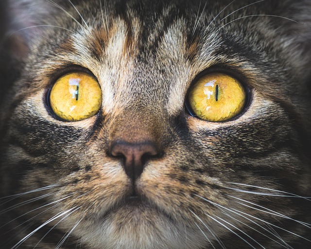 Olhar do Gato de Olhos Amarelos